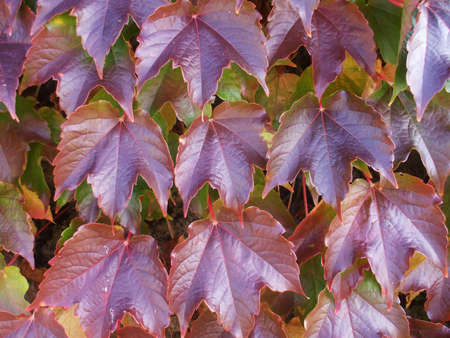 autumn leavesの写真素材