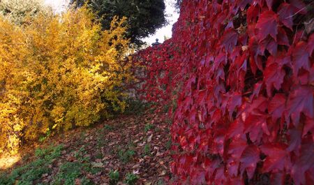 autumn colorsの写真素材