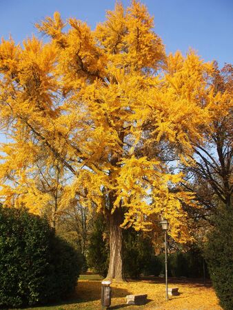 tree with yellow leaves, in the parkの写真素材