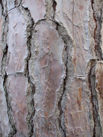 Texture from a pine bark の写真素材