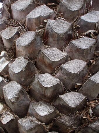 Trunk of a palm treeの写真素材