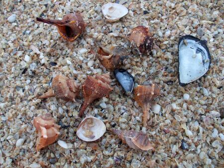 Shell in the sandの写真素材