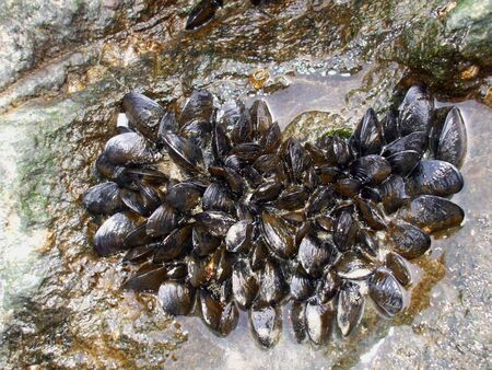 Oysters on the rockの写真素材