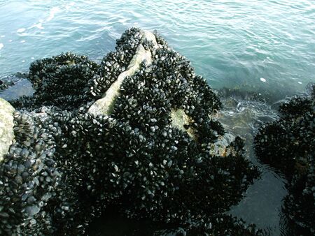 Oysters on the rockの写真素材