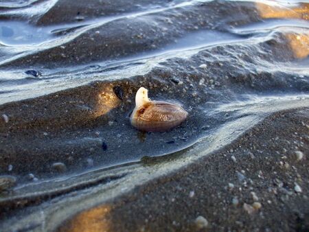 Molluscs living in the sandの写真素材