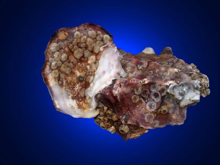 oyster isolated on a blue backgroundの写真素材