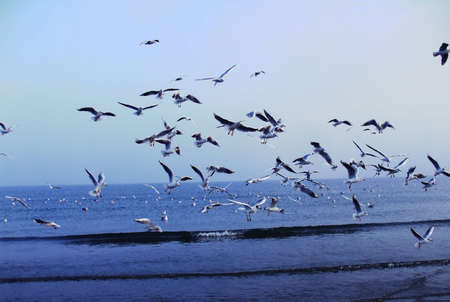 a flock of seagullsの写真素材