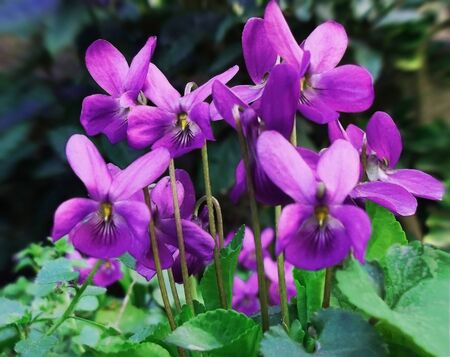 viola flowersの写真素材