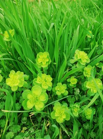 spring flowers