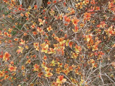 first spring leavesの写真素材