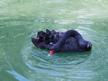 black swan on the waterの写真素材
