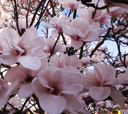 Magnolia flowersの写真素材