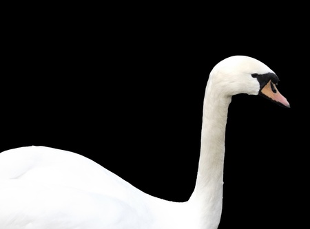 White swans isolatedの写真素材