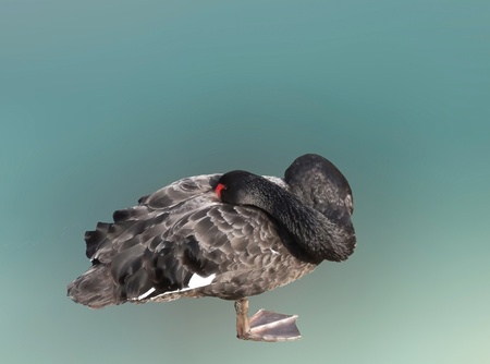 Black swan isolatedの写真素材