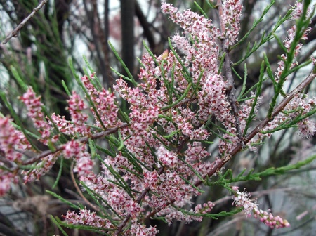 soft blooming spring branchの写真素材