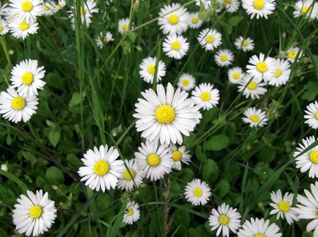 white daisies on green grassの写真素材