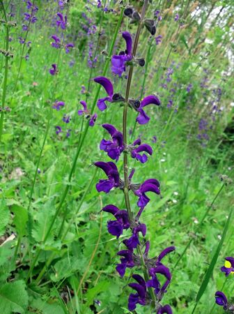 Spring flowersの写真素材