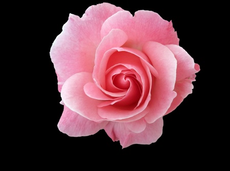 pink rose on a a backgroundの写真素材