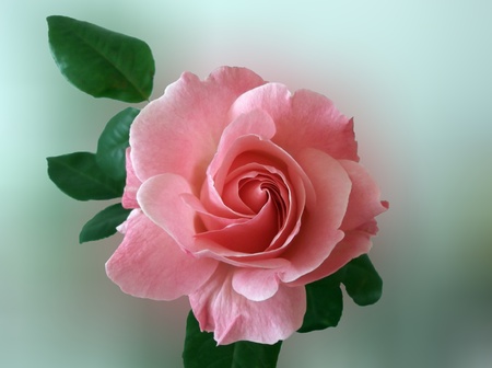 pink rose on a a blurred backgroundの写真素材