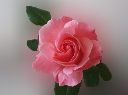 pink rose on a a blurred backgroundの写真素材