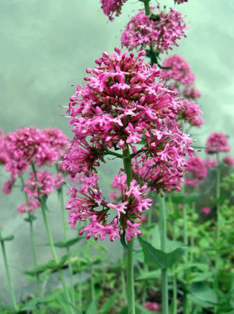 pink spring flowers grow above the waterの写真素材