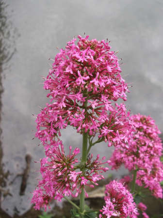 pink spring flowers grow above the waterの写真素材