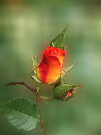 yellow rose on a soft backgroundの写真素材