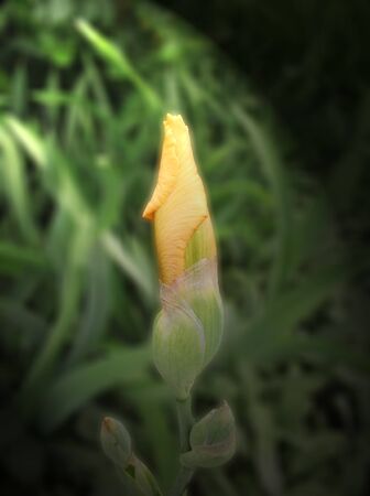 yellow iris buttonの写真素材