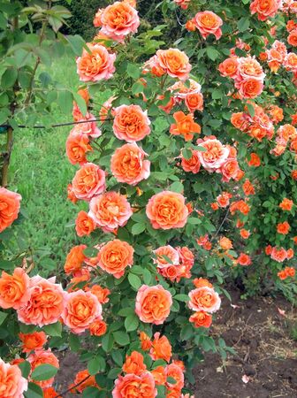 rosebushの写真素材