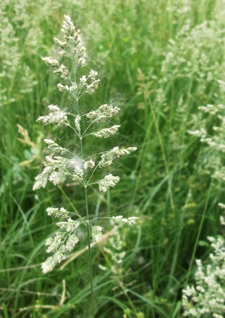flowering herb  closeupの写真素材