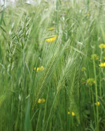 Rye spikeの写真素材