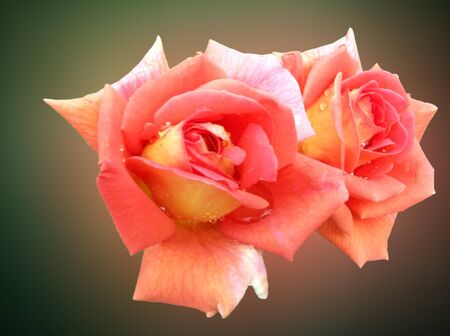 yellow-orange rosesの写真素材