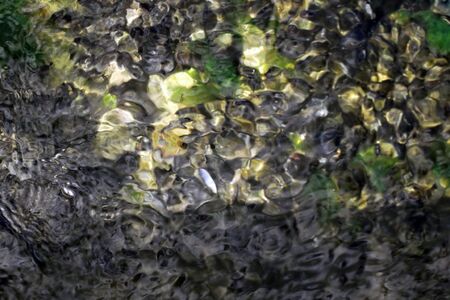 colony of oysters in the clear wateの写真素材