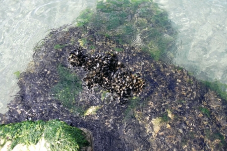 colony of oysters in the clear wateの写真素材