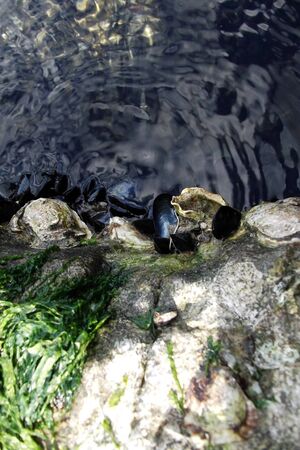 oyster shell on the rockの写真素材