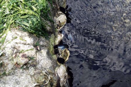 oyster shell on the rockの写真素材