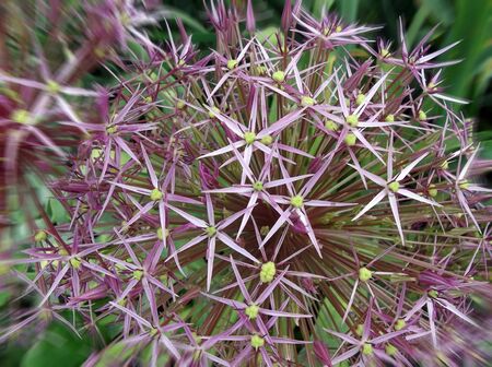 flowers - stars, close-upの写真素材