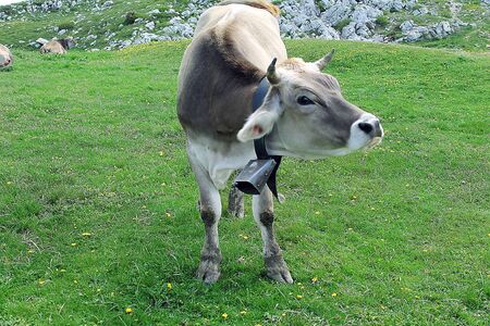  a cow with a bell around his neckの写真素材