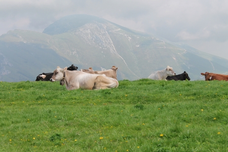  cows in alpine meadowsの写真素材