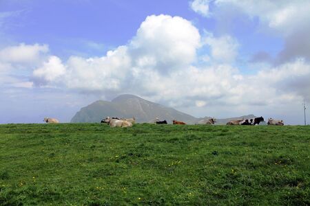  cows in alpine meadowsの写真素材