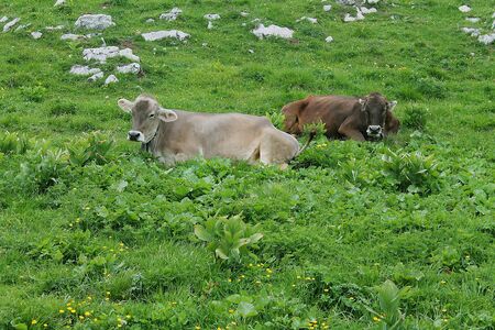  cows are on green meadowの写真素材