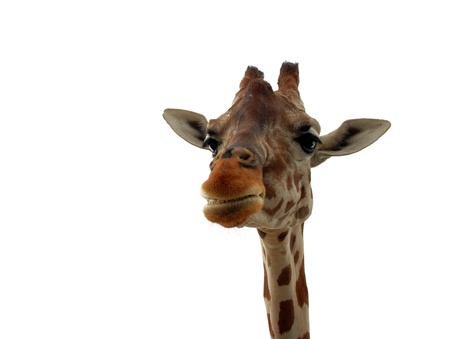 Giraffe close-up on a background of the skyの写真素材