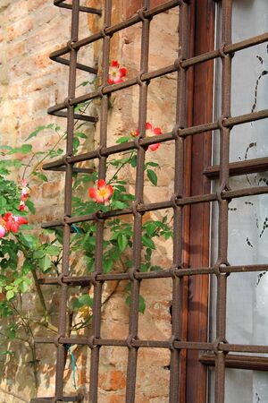 Wild Rose behind iron grateの写真素材