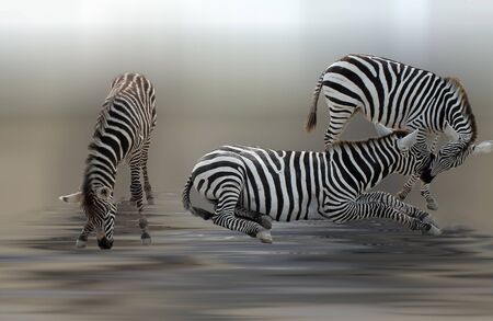 pair zebras with a little zebraの写真素材
