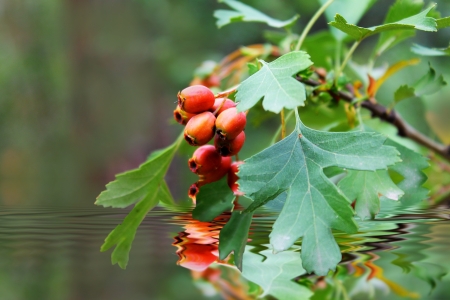 red berries over waterの写真素材
