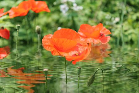 Popies with water の写真素材