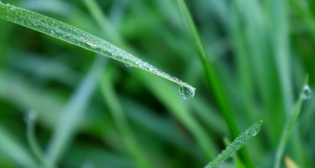 Drop of dew on the grassの写真素材