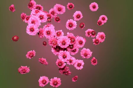 red chrysanthemums on a soft backgroundの写真素材