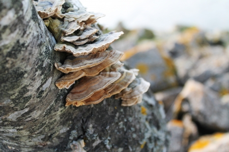 fungus on a treeの写真素材