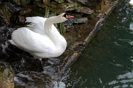 white swanの写真素材